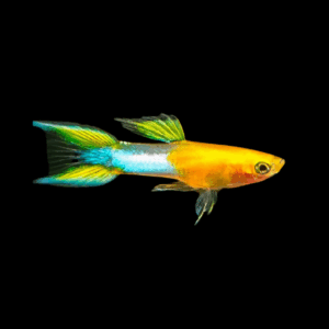 Golden Blue Endler (0,5 - 1 Cm)