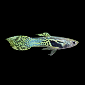 Male Green Snakeskin Endler Guppy (2 - 3 Cm)
