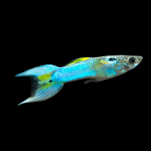 Japan Blue Endler (1 - 2 Cm)