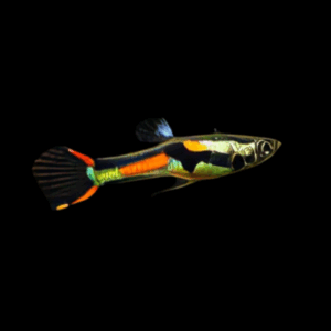 Male Japanese Red-Black Endler (1 - 2 Cm)