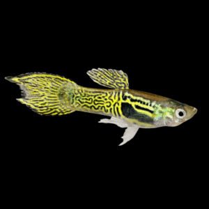 Male Tiger Endler (2,5 Cm)