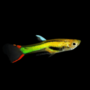 Neon Endler (1 - 2 Cm)