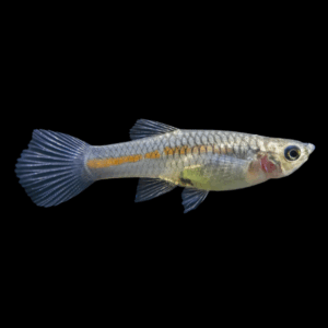 Female Red Rainbow Endler (1,5 - 2,5 Cm)