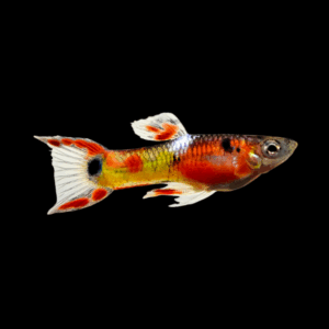 Male Red Rainbow Endler (1,5 - 2,5 Cm)