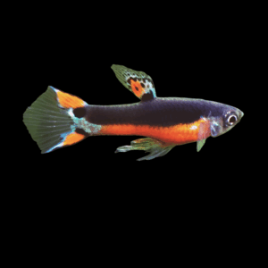 Santa Maria Endler (2 - 3 Cm)