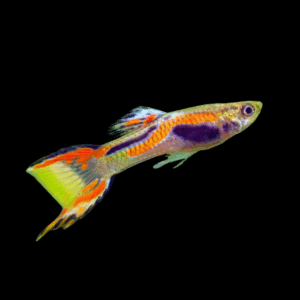 Super Colour Endler (1,5 - 2 Cm)