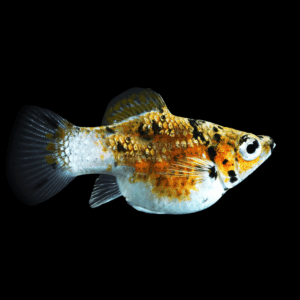 Calico Balloon Molly (3 Cm)