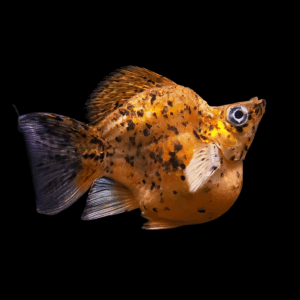 Calico Golden Molly (2,5 Cm)