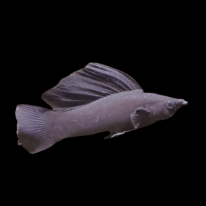 Black Sailfin Molly (4 - 5 Cm)