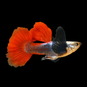 Female Elephant Ear Guppy (3 - 4 Cm)