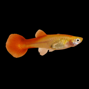Female Royal Red Guppy (3 - 4 Cm)
