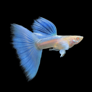 Pair Albino Sky Blue Guppy (2 - 3 Cm)
