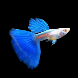 Pair Blue Platinum Guppy (2 - 3 Cm)