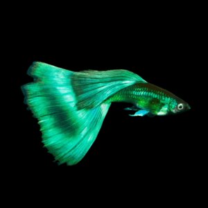 Pair Green Moscow Guppy (2 - 3 Cm)