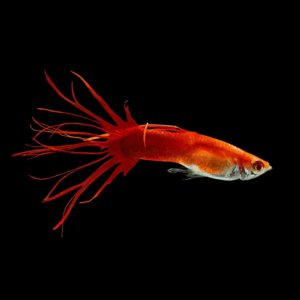 Pair Red Crowntail Guppy (2 - 3 Cm)