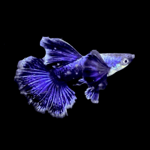 Pair Purple Dragon Guppy (2-3 Cm)