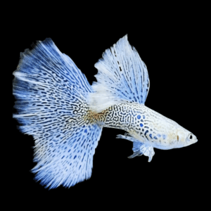 Pair Snakeskin Blue Flower Guppy (2 - 3 Cm)