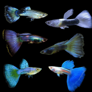 Assorted Blue Male Guppy (3 - 4 Cm)