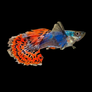 Male Tricolour Elephant Ear Guppy (3 - 4 Cm)