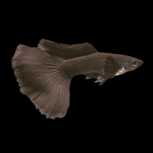 Male Dragon Black Guppy (3 - 4 Cm)