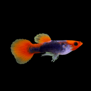 Male Koi Tuxedo Guppy (2,5 - 3 Cm)