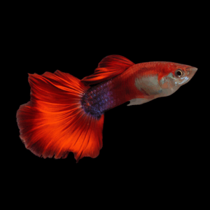 Male Royal Red Guppy (3 - 4 Cm)