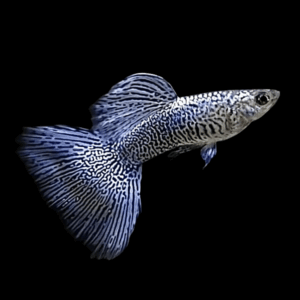 Pair Blue Dragon Guppy (3,5 Cm)