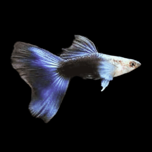 Pair Blue Tuxedo Guppy (3,5 Cm)