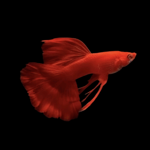 Pair Full Red Albino Guppy (2 -3,5 Cm)