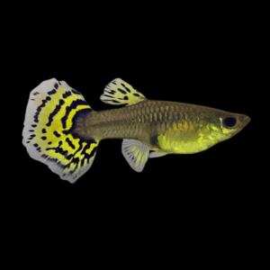 Pair Galaxy Medusa Round Tail Guppy (3,5 Cm)