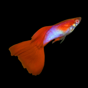 Pair Japan Blue Red Tail Albino Guppy (3,5 Cm)