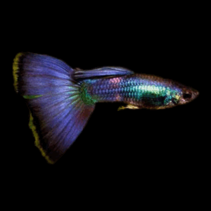 Pair Moscow Butterflies Guppy (3,5 Cm)