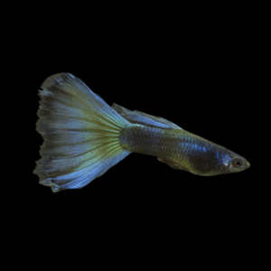 Pair Moscow Filigran Guppy (3,5 Cm)