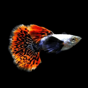 Pair Platinum Red Mosaic Dumbo Guppy (2 - 3 Cm)