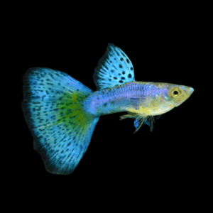 Pair Singa Blue Delta Guppy (3-3,5 Cm)