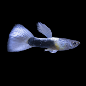 Pair White Tuxedo Guppy (3,5 Cm)