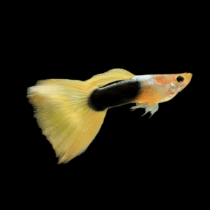 Pair Yellow Tuxedo Guppy (3,5 Cm)