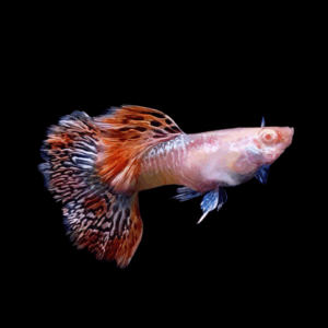 Pair Albino Dragon Guppy (2 - 3 Cm)