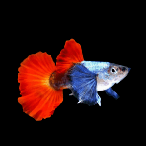 Pair Platinum Red Tail Eleohant Ear Guppy (2 - 3 Cm)
