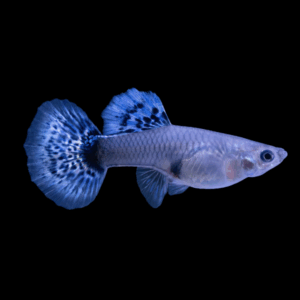 Female Blue Grass Guppy (3 - 4 Cm)