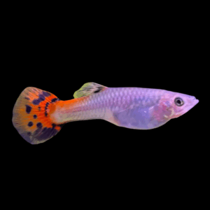 Female Red Cobra Guppy (3 - 4 Cm)