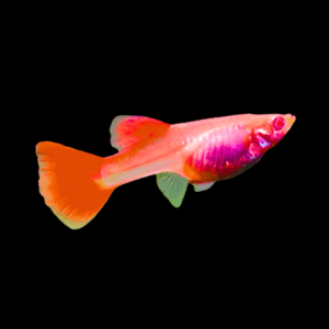 Female Full Red Guppy (3 - 4 Cm)