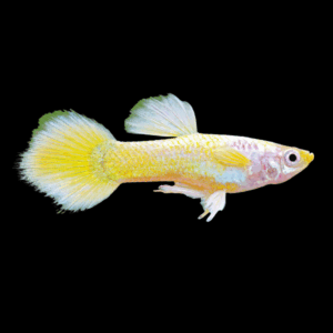 Female German Yellow Guppy (3 - 4 Cm)