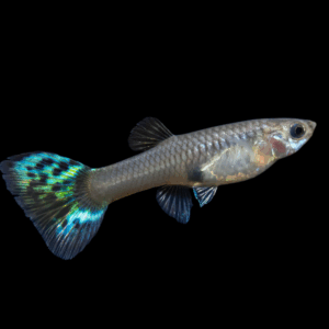 Female Green Cobra Guppy (3 - 4 Cm)