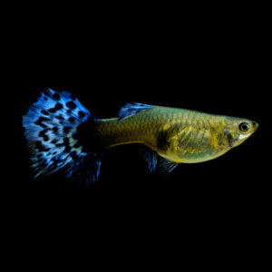 Female Metallic Blue Neon Guppy (3 - 4 Cm)
