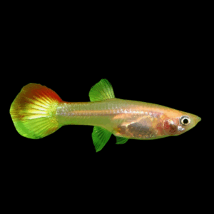 Female Rainbow Guppy (3 - 4 Cm)