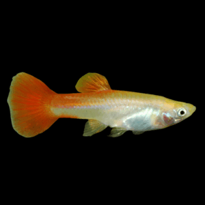 Female Red Blonde Guppy (3 - 4 Cm)