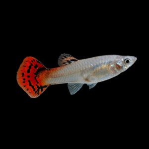 Female Cobra Red Guppy (3 - 4 Cm)
