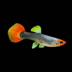 Female Velvet Tuxedo Guppy (3 - 4 Cm)