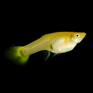 Female Yellow Guppy (3 - 4 Cm)